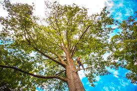 Reliable Onawa, IA  Tree Services Solutions