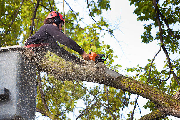 Why Choose Our Tree Removal Services in Onawa, IA?